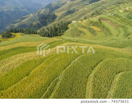 Aerial view of terrace rice field in China 74373631