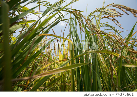 Rice grain under blue sky Rice grain under blue sky 74373661