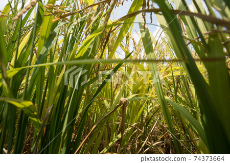 Rice grain under blue sky 74373664