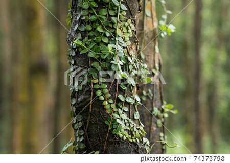 Parasitic vine wrapped around tree trunk in tropical forest Parasitic vine wrapped around tree trunk in tropical forest 74373798