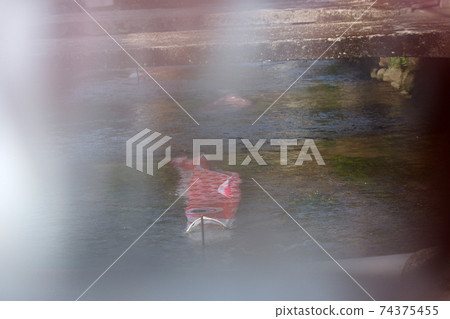 Tottori, a walk in the four seasons, the river where Koinobori swims, the Seto River 74375455