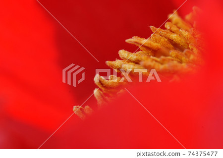 鳥取，四個季節的散步，錦鯉的游泳河，瀨戶川 74375477