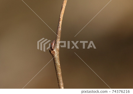 mulefat plant Baccharis salicifolia