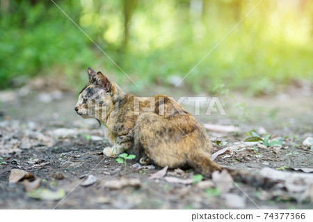 Orange cat Thailand sitting on the ground in the garden grass under sunlight. 74377366