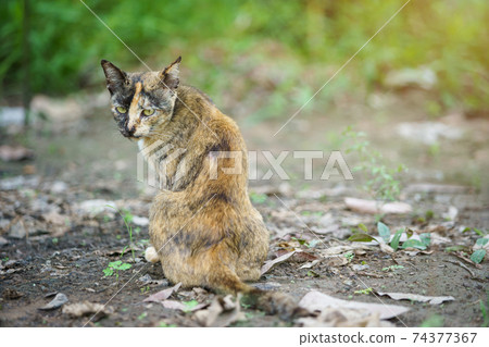 Orange cat Thailand sitting on the ground in the garden grass under sunlight. Orange cat Thailand sitting on the ground in the garden grass under sunlight. 74377367