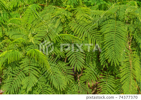 Green Cha om leaves tree with Climbing Wattle Stock Photo