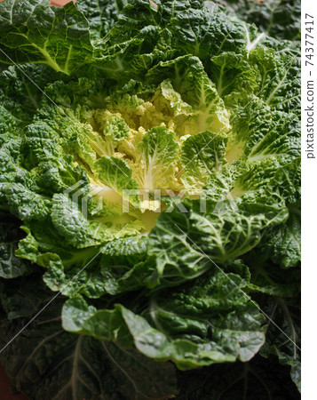 Korean fresh organic vegetable cabbage 74377417