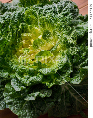 Korean fresh organic vegetable cabbage Korean fresh organic vegetable cabbage 74377419