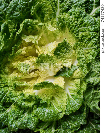 Korean fresh organic vegetable cabbage Korean fresh organic vegetable cabbage 74377420