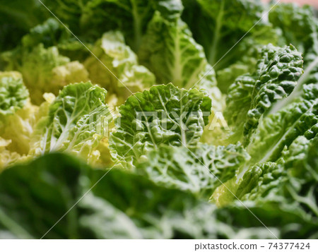 Korean fresh organic vegetable cabbage 74377424