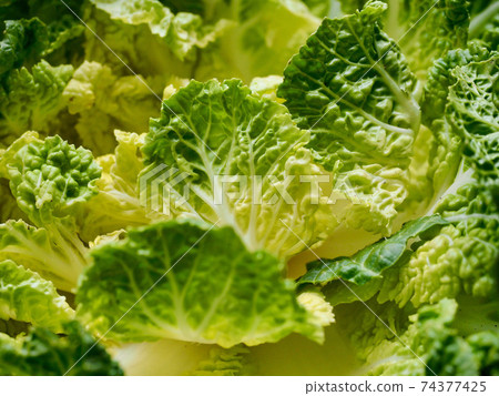 Korean fresh organic vegetable cabbage 74377425
