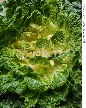 Korean fresh organic vegetable cabbage 74377428