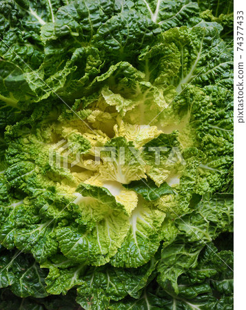 Korean fresh organic vegetable cabbage 74377433