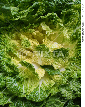 Korean fresh organic vegetable cabbage 74377434
