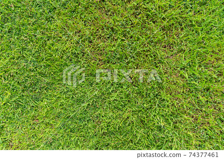 top view of green grass ground texture natural background in fresh spring. top view of green grass ground texture natural background in fresh spring. 74377461