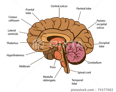 Vector isolated illustration of brain components in man head. Human brain detailed anatomy. Vector isolated illustration of brain components in man head. Human brain detailed anatomy. 74377802
