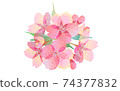 Sakura, Sakura (watercolor style) Temari bloom 74377832