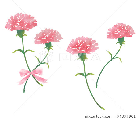 Pink Carnation