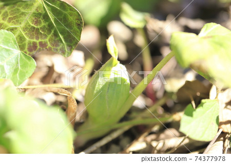 Japanese butterbur flower, butterbur sprout Japanese butterbur flower, butterbur sprout 74377978