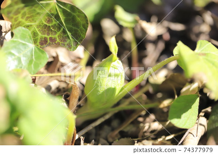 日本款冬花，款冬新芽 74377979