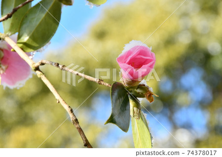 冬季盛開的山茶花 74378017