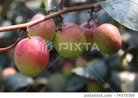 tasty and healthy jujube closeup with tree on firm tasty and healthy jujube closeup with tree on firm 74378306