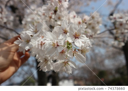 Blue sky and cherry blossoms in full bloom Blue sky and cherry blossoms in full bloom 74378660
