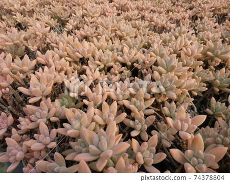 Crowd succulents / cacti 74378804