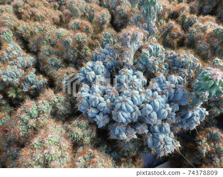 Crowd succulents / cacti Crowd succulents / cacti 74378809
