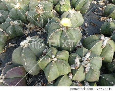 人群多肉植物/仙人掌 人群多肉植物/仙人掌 74378810