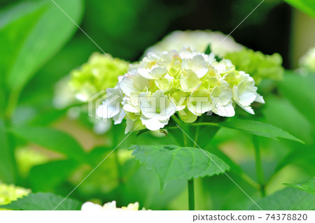 Hydrangea in full bloom Hydrangea in full bloom 74378820