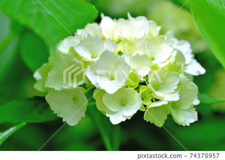 盛開的繡球花 74378957