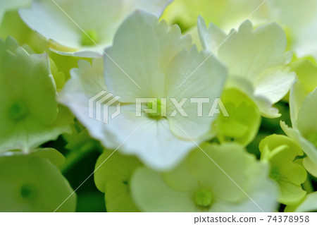 盛開的繡球花 盛開的繡球花 74378958