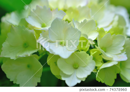 盛開的繡球花 盛開的繡球花 74378960