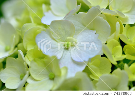 盛開的繡球花 74378963