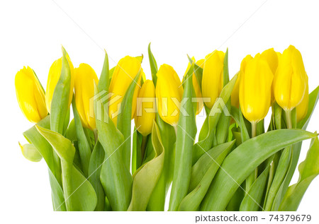 Yellow tulips isolated on white background Yellow tulips isolated on white background 74379679