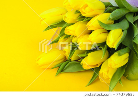 Bouquet of fresh yellow tulips Bouquet of fresh yellow tulips 74379683
