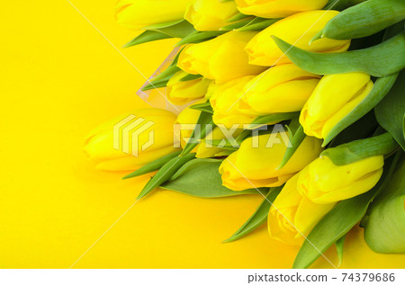 Bouquet of fresh yellow tulips Bouquet of fresh yellow tulips 74379686