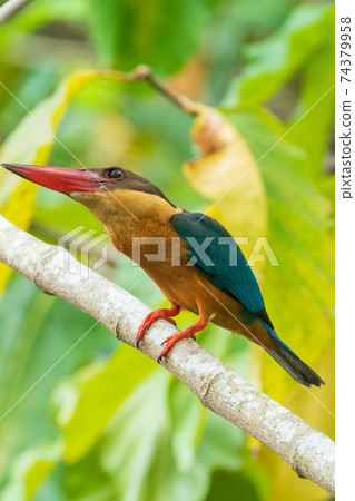 [Kingfisher] Stork-billed Kingfisher 74379958