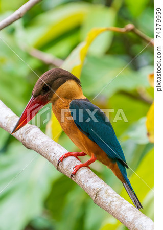 [Kingfisher] Stork-billed Kingfisher that stays on a tree branch 74379959
