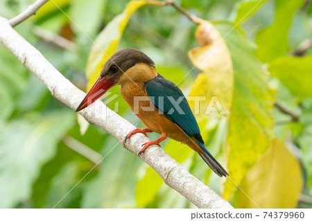 [Kingfisher] Stork-billed Kingfisher that stays on a tree branch 74379960