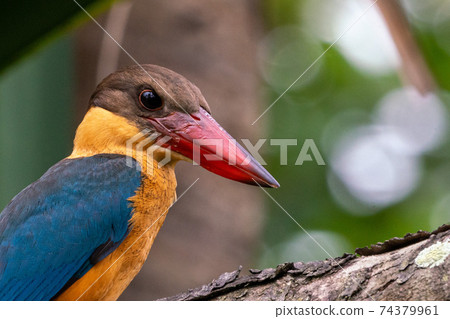 [Kingfisher] Stork-billed Kingfisher that stays on a tree branch 74379961