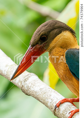 [Kingfisher] Kingfisher that stays on a tree branch Face close-up 74379964