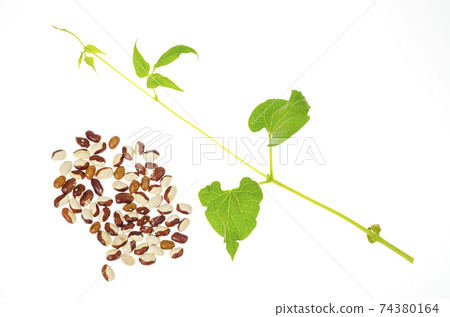 Bean grains colored and green sprout on white background. Studio Photo Bean grains colored and green sprout on white background. Studio Photo 74380164