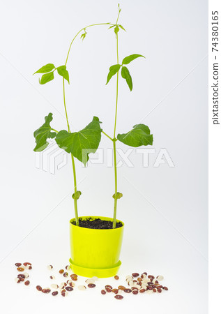 Young green bean sprouts in pot. Studio Photo Young green bean sprouts in pot. Studio Photo 74380165