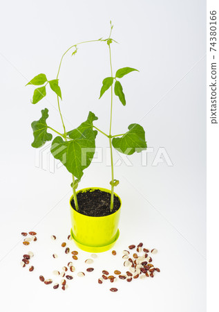 Young green bean sprouts in pot. Studio Photo Young green bean sprouts in pot. Studio Photo 74380166