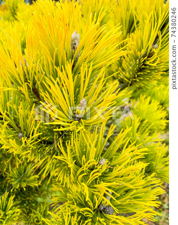 Texture, green background from branches of coniferous trees 74380246