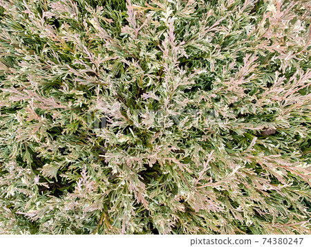 Texture, green background from branches of coniferous trees 74380247