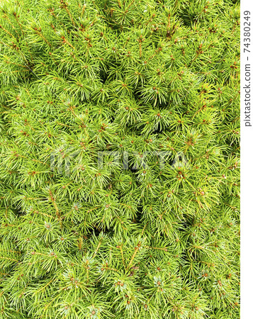 Texture, green background from branches of coniferous trees 74380249