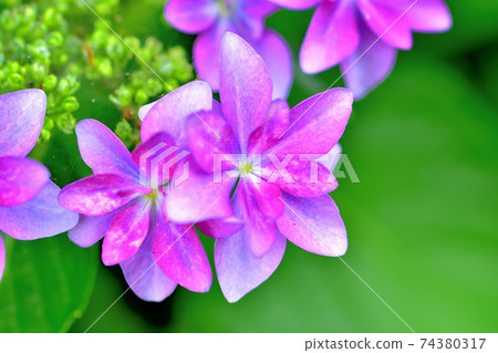 Hydrangea in full bloom 74380317